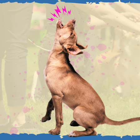 How To Have a Howling Event In your Community